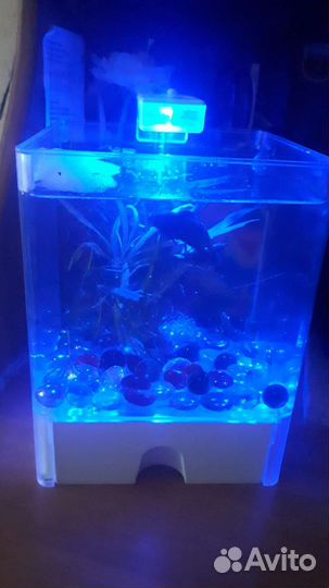 Аквариум