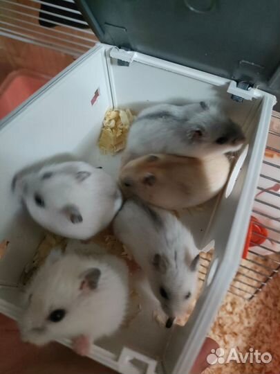 Джунгарский хомяк