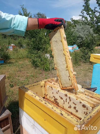 Пчелопакеты,отводки пчёл