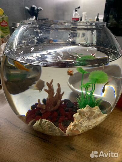 Аквариум с рыбками
