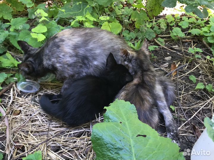 Трое маленьких котят продаются