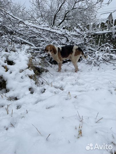 Русская пегая гончая