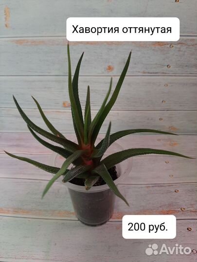 Кактусы и суккуленты