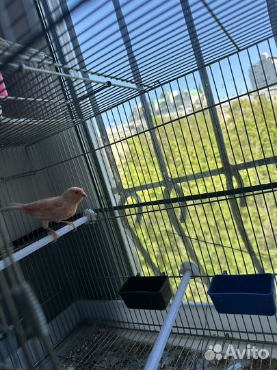 Кенара и канарейки