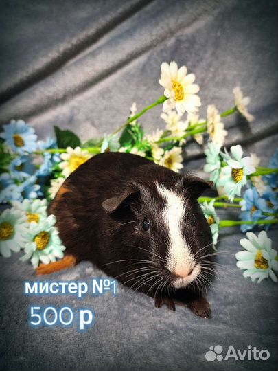 Морские свинки