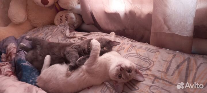 Котята бесплатно