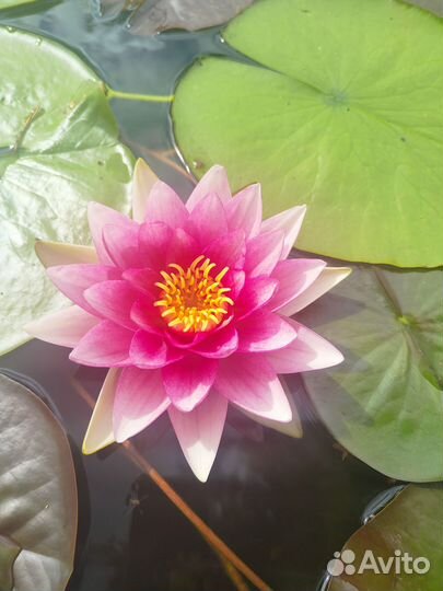 Нимфеи для пруда в больших горшках