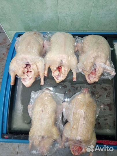 Мясо домашней птицы