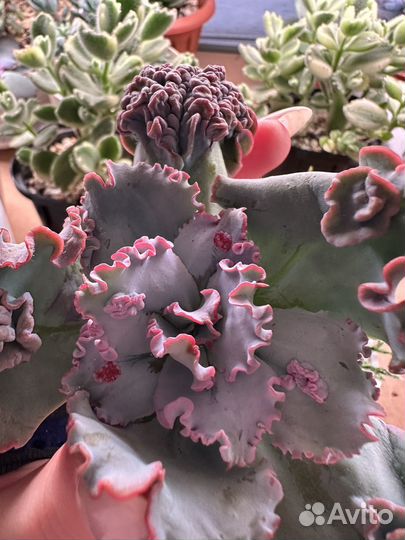 Морской дракон