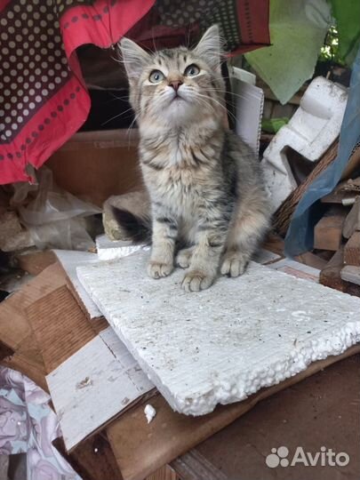 Верю в чудо