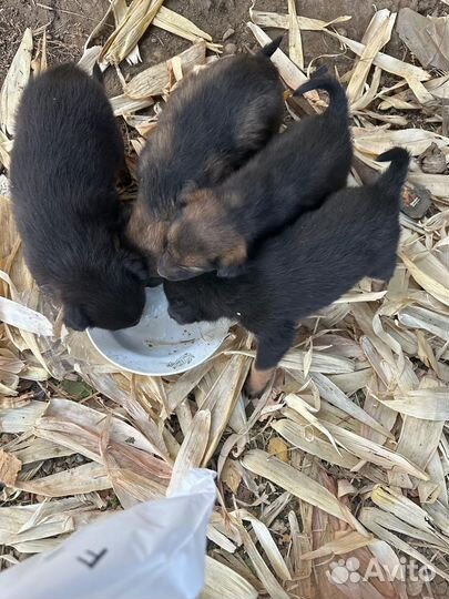 Щеночки в добрые руки