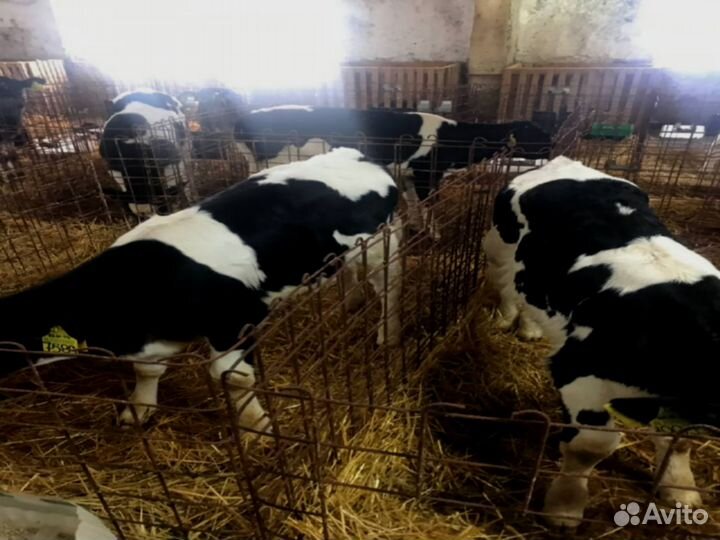 Крс на откорм, бычки