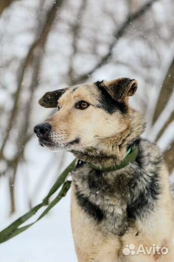 Привитый, кастрированный пёс Ларс ищут дом