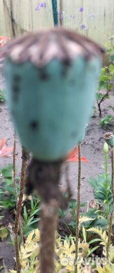 Мак садовый многолетний,розовый жемчуг