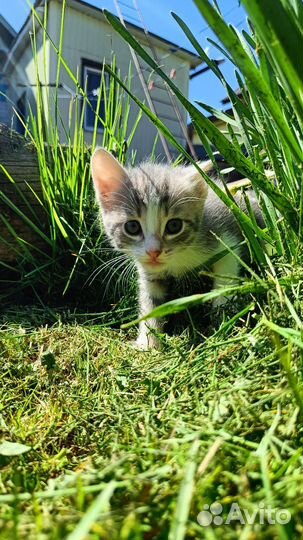 Отдам котят в добрые руки