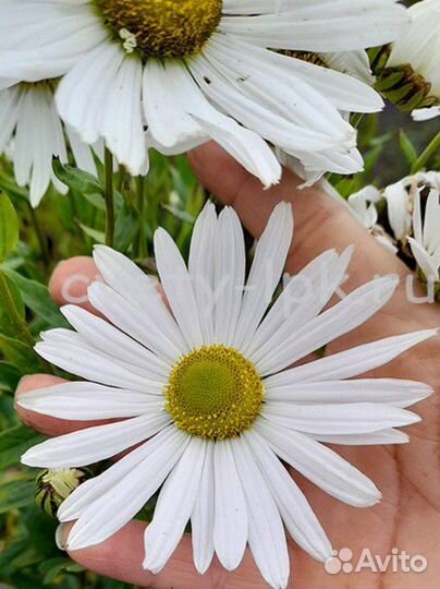 Ромашка канадская (гигантская осенняя ромашка)