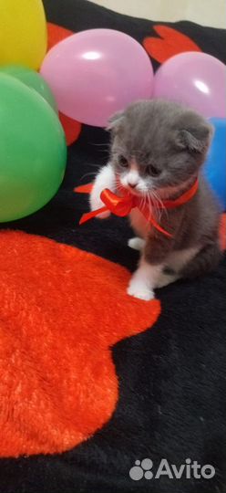 Отдам котят
