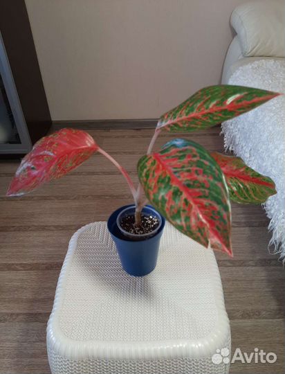 Аглаонемы в ассортименте