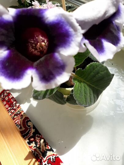 Цветущие домашние цветы