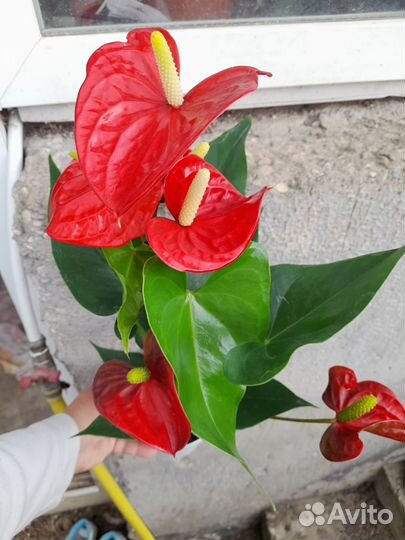 Антуриум красный