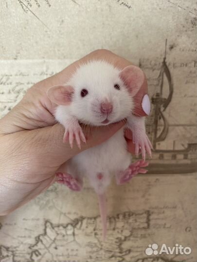 Крысята Дамбо.Много окрасов