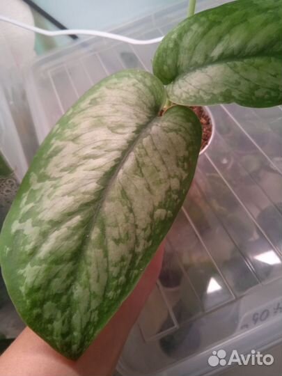 Сциндапсус Silver splash