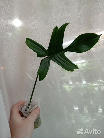 Комнатные растения разные