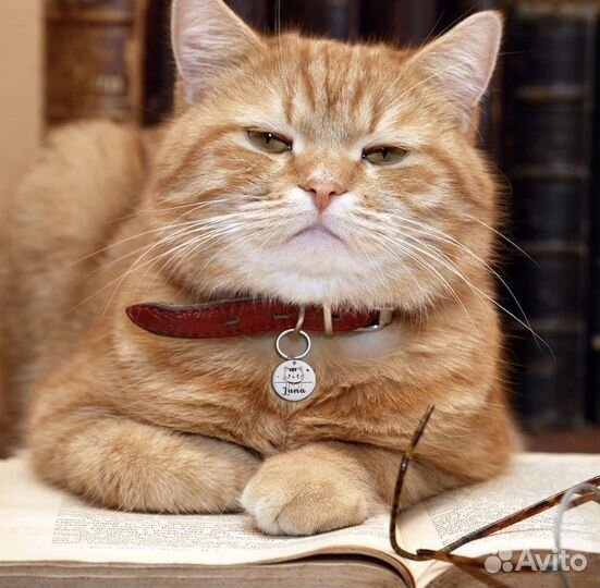 Адресники для собак