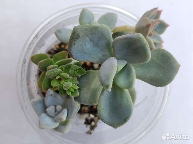 Садики суккулентов 150