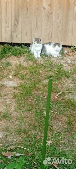 Кошка и 4 котенка-малыша очень ждут добрый руки