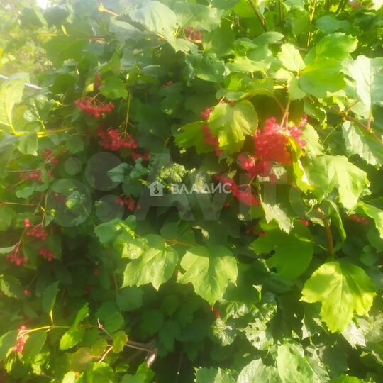 Участок 5,5 сот. (СНТ, ДНП)