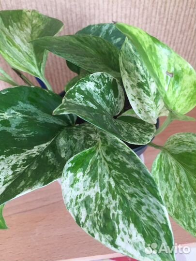 Комнатные цветы. Монстера Манки.Эпипремнум