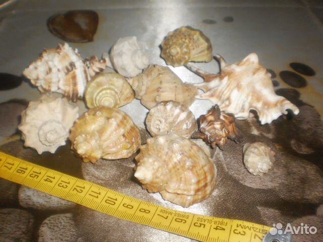 Ракушки декоративные морские набор 18 шт