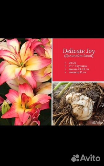 Лилии голландские луковицы