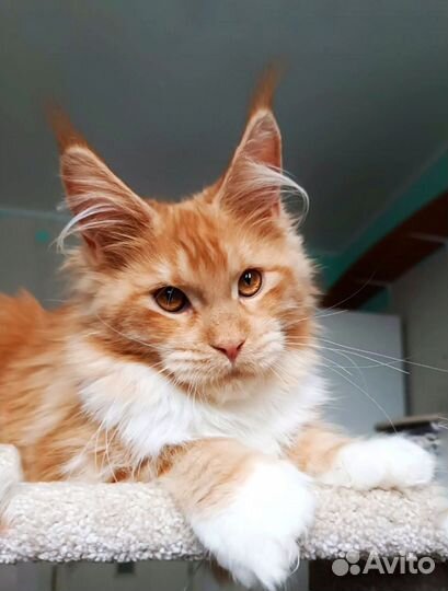 Милашка котенок Мейн-кун
