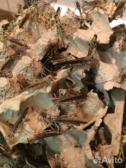 Кормовые насекомые сверчки, саранча, тараканы