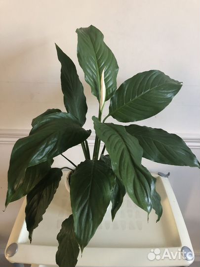 Спатифиллум цветы любви
