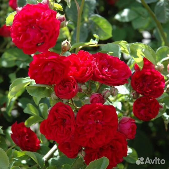 Розы плетистые