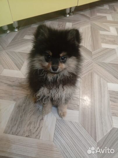 Померанский шпиц мини