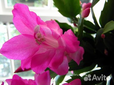 Шлюмбергера