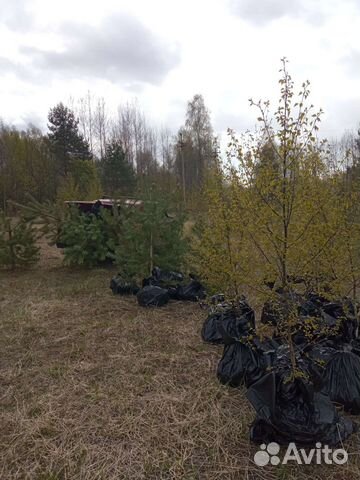 Саженцы сосны, ели, липы, клëна, дуба