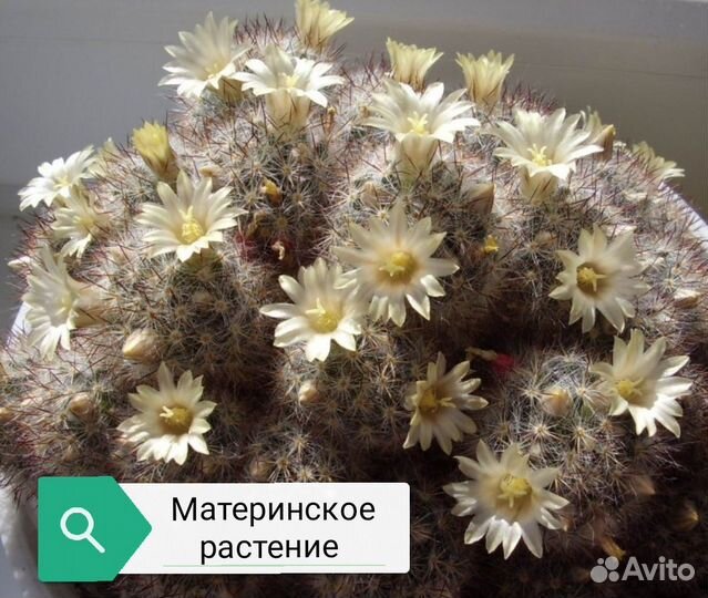 Кактусы