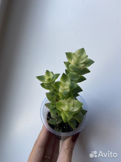 Суккуленты