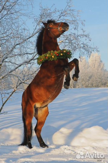 Лошадь в аренду