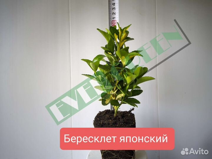 Бересклет форчуна.Бересклет Японский.Дёрен.Лаванда