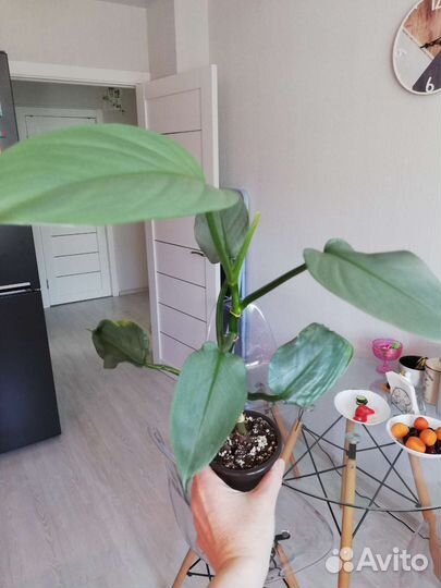 Филодендрон Хастатум и Принц оранж