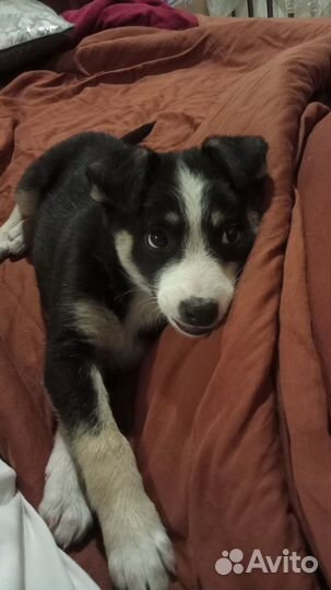 Ищем девочке дом