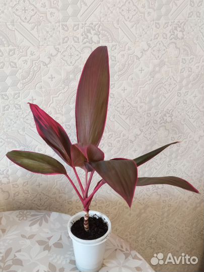 Пальма кордилина