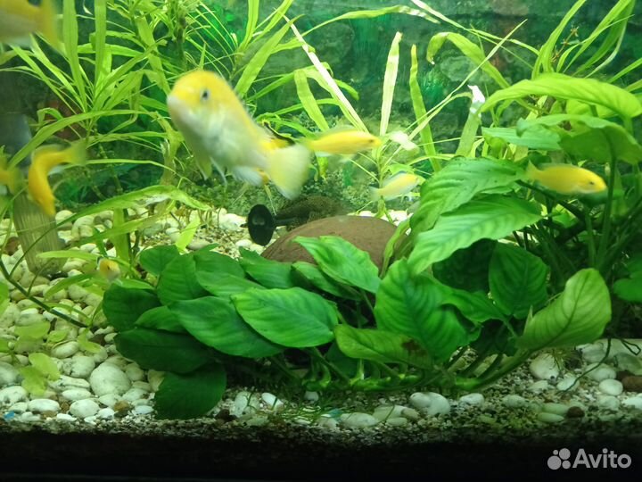 Украшение для аквариума