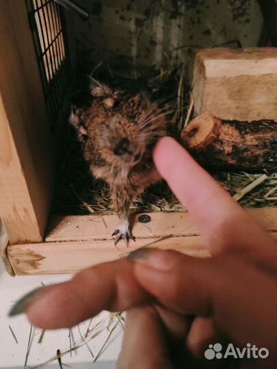 Отдам в хорошие руки